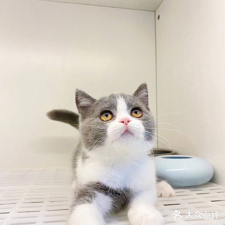 广州探店｜哇！银点简直就是我的梦中情猫啊！