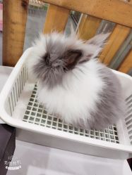 -Moni星球萌宠·小马宝莉·灵蛇·高端高阶全萌宠互动体验俱乐部(红豆国际广场店)