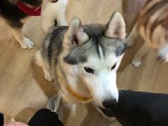 -Husky Go! 哈士奇体验馆·宠物咖啡厅狗咖