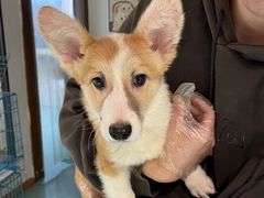 -翊宠yipet猫狗购宠庄园犬舍•猫舍