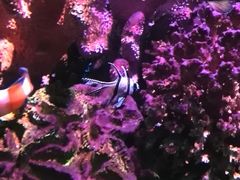 -暹罗海洋世界