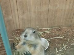-藦茜花园宠物主题亲子互动体验馆(国顺东路店)