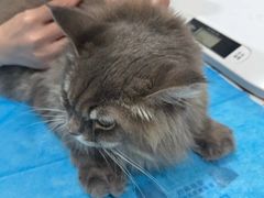 -伟伟宠物医院·CT影像中心·瑞派犬猫综合性门诊(汉口总院)