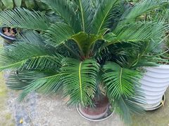 -三圣花乡旅游区