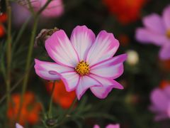 -花开海上生态园
