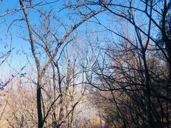 -北京西山国家森林公园