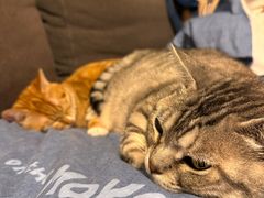 -纳吉亚猫专科动物诊疗中心(蒋宅口分院)