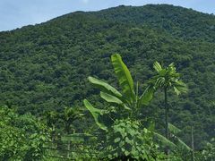 -海南热带雨林国家公园吊罗山景区