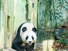 -广州长隆野生动物世界