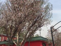 -普兰达德国餐厅·德式脆皮烤猪肘·自酿啤酒(观唐店)