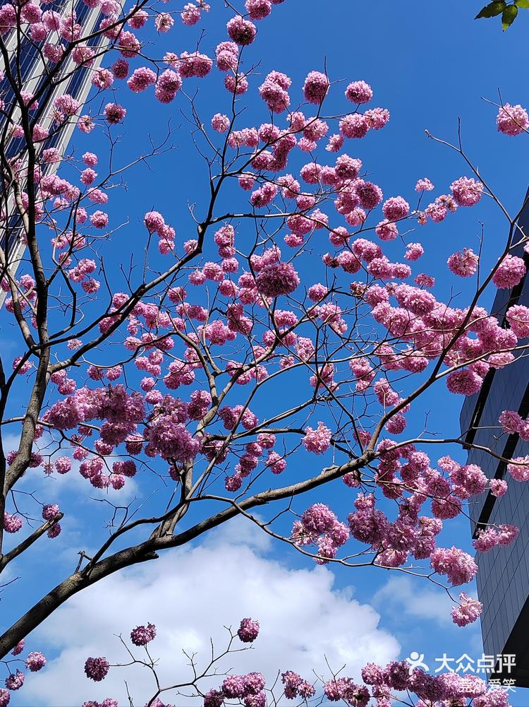 顶上开花的树图片