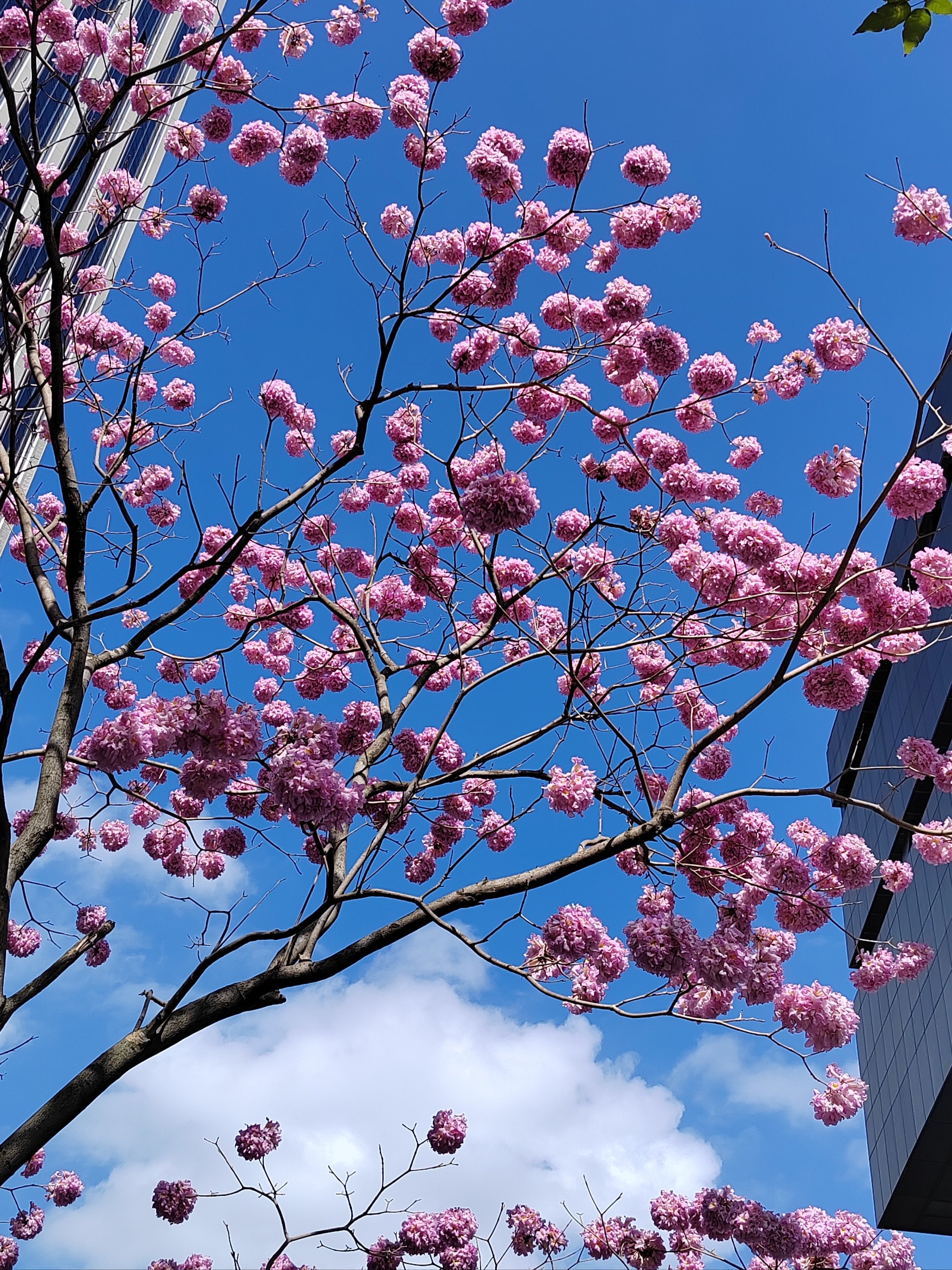 一棵开花的树艺术特色图片