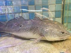 -四海蒸鲜蒸汽海鲜自助(北戴河店)