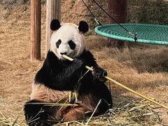 -杭州野生动物世界