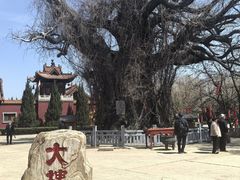 -大槐树寻根祭祖园