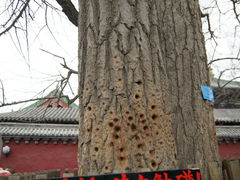 android_upload_pic-少林寺景区