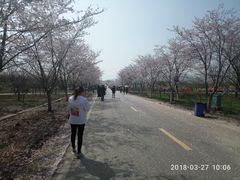 -天王浮山樱花园