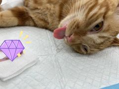 -拜鲁耶动物诊疗中心·宠家动物医院