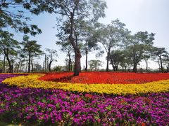 -芒洲湿地公园
