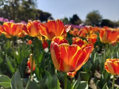 -玄武湖景区-情侣园游乐场