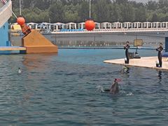 -秦皇岛乐岛海洋王国