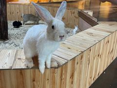 -昆明大悦城未来动物城(螺蛳湾中心店)