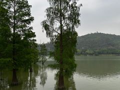 -顺峰山公园