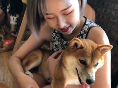 -柴犬高等学院·狗咖·柴犬售卖·宠物训练