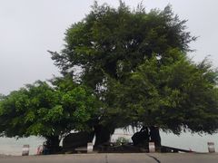 -八仔大富楼·河鲜(西江店)