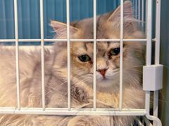 -翊宠yipet猫狗购宠庄园犬舍•猫舍