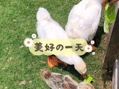 -前小桔亲子创意农场·草莓采摘·露营烧烤