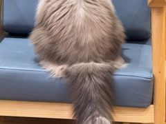-滚猫咖啡·猫咖·猫友好撸猫(未来城店)