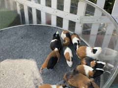 -广州长隆国际大马戏