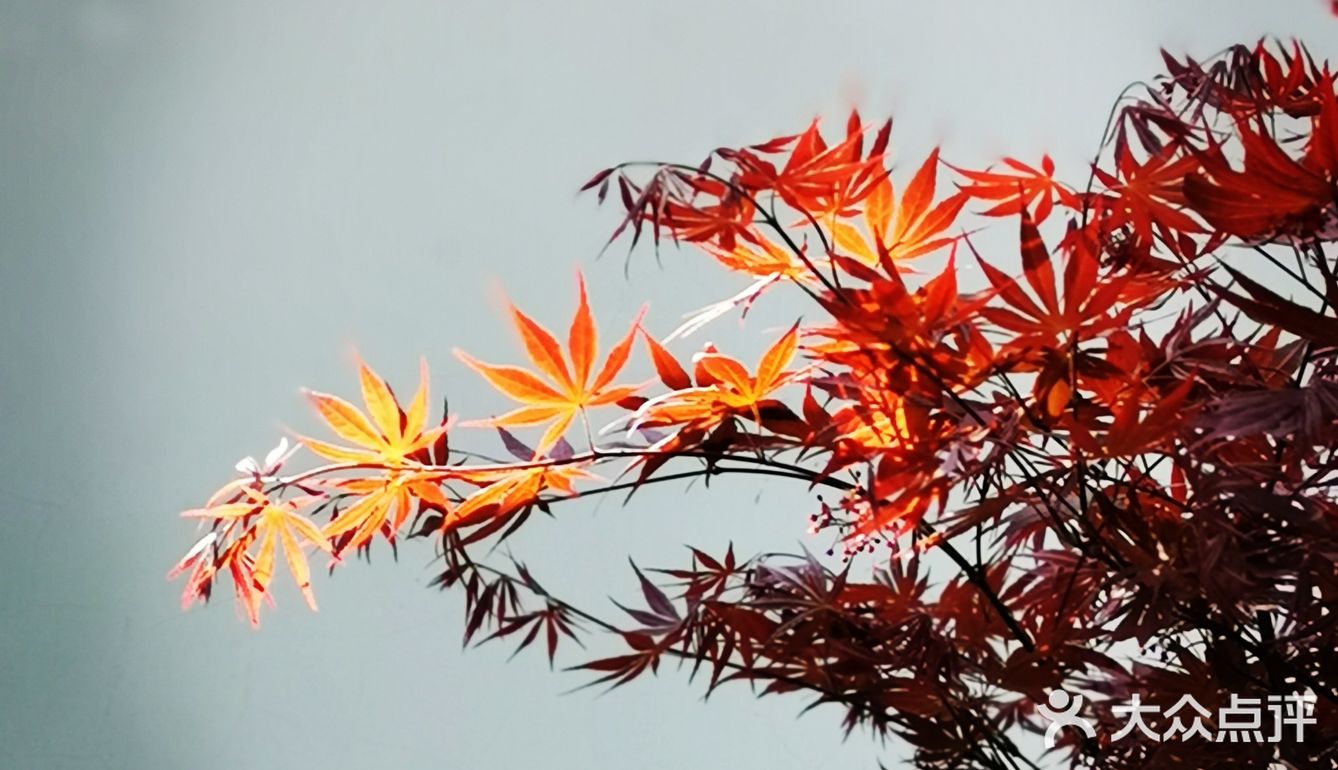 徐家汇光启公园