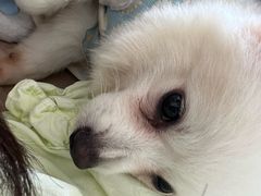 -怪兽屋·羊驼·猫咖·狗咖(俊华广场店)