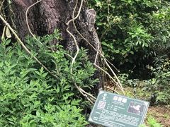 -广西壮族自治区药用植物园