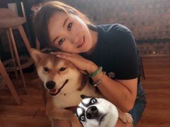-柴犬高等学院·狗咖·柴犬售卖·宠物训练