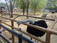 -大连森林动物园