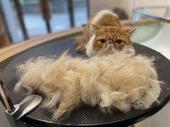 -佐罗家宠物馆·猫文化馆(紫霞路店)