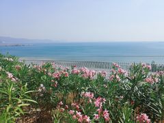 -玫瑰海岸文化旅游度假区