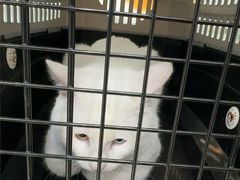 -宠福鑫康馨动物医院·骨科·眼科