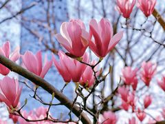 -陆家嘴中心绿地