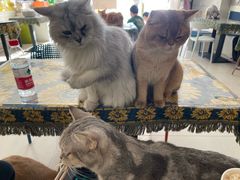 -平行世界·猫咖(首经贸店)