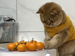 -东方名猫馆·英短金渐层布偶猫舍(环线广场1号楼店)