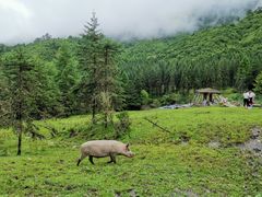-硗碛藏寨·神木垒景区