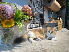 -自由生长植物工作室(深港花卉中心店)