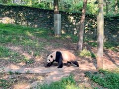 -都江堰中华大熊猫苑