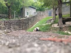 -都江堰中华大熊猫苑