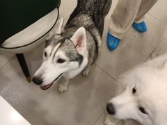-安格丽娜·狗咖·猫咖羊驼咖(春熙路百盛商场店)