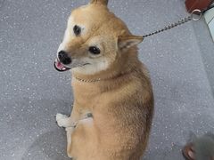 -心仪动物医院·牙专科·肿瘤·心脏科(西客站院)